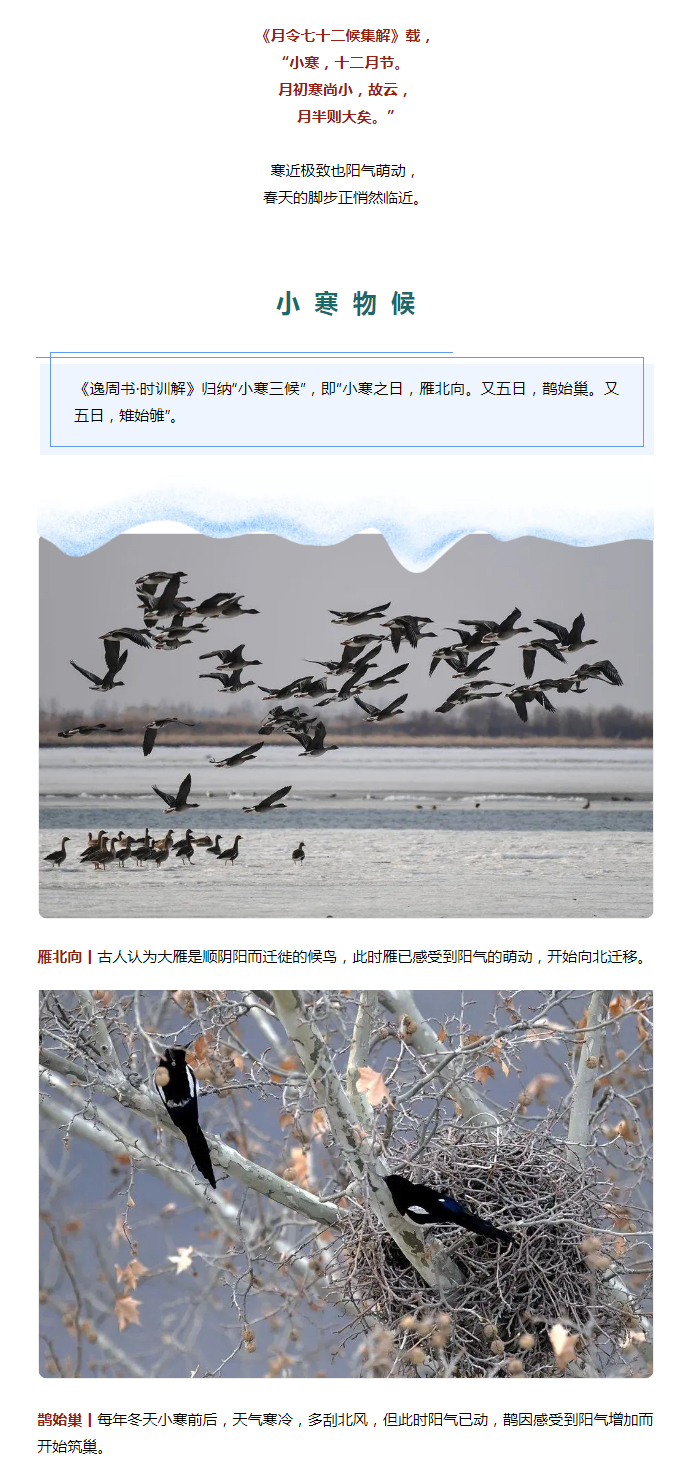 2022年（第2期）：小寒今日至，年味已冒頭_02